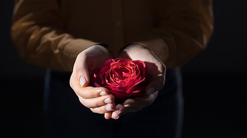 Titelbild Hände halten eine Rose